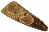 Fossil Spinosaurus Tooth - Real Dinosaur Tooth #329512-1